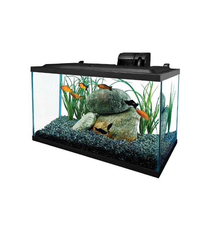 pet-product-more-pets-fish-8-0.jpg Bird Pro Fortified Parrot Domestic Bird Food - Image 4