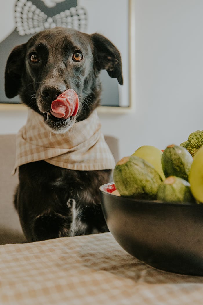 journey Adorable dog in a scarf licking lips near a bowl of green fruits and vegetables.