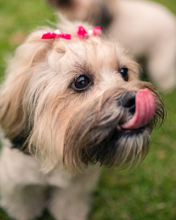 Crafting Captivating Headlines: Your awesome post title goes here Cute dog with a pink bow licking its nose in a sunny outdoor setting.