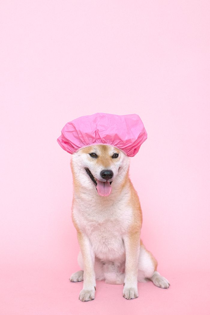 The Art of Drawing Readers In: Your attractive post title goes here Adorable Shiba Inu wearing a pink shower cap, posing against a pink backdrop.